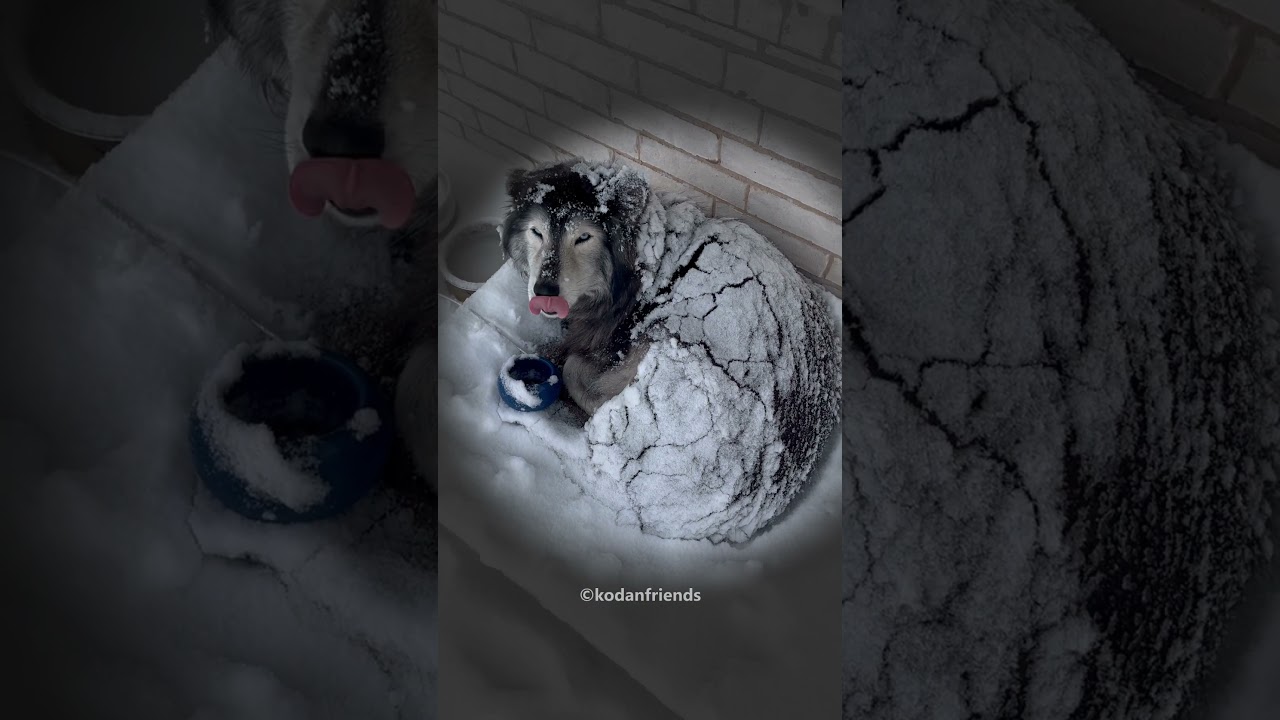 Husky loves Snowy Weather😍