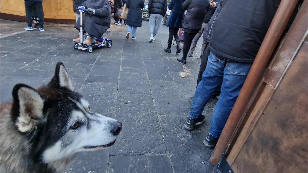 Husky Makes Lots of New Friends in Manchester