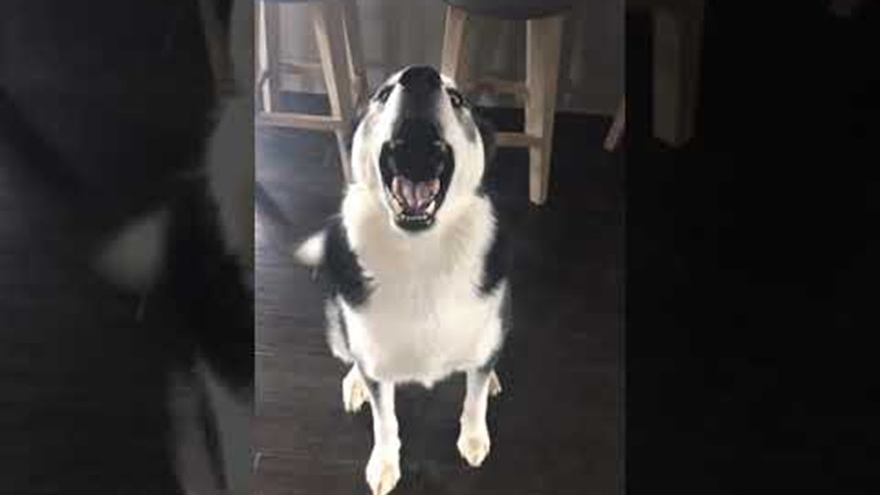 Husky Throws Ultimate Temper Tantrum || ViralHog