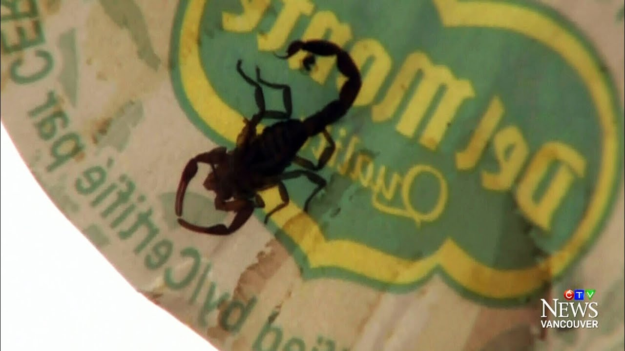 'I freaked out': B.C. woman finds live scorpion in bananas