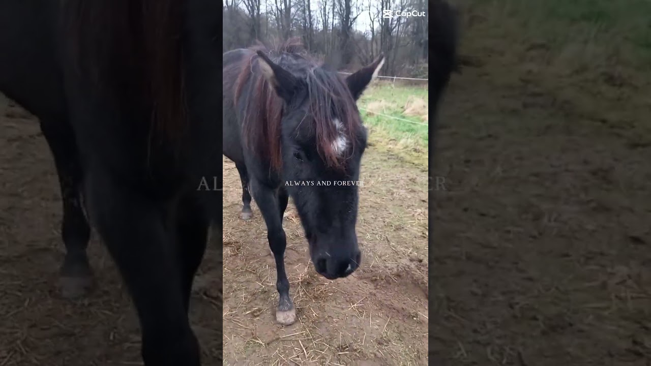 I love you ari ♡ #horse #ari #love #horselife #pleasesubscribe