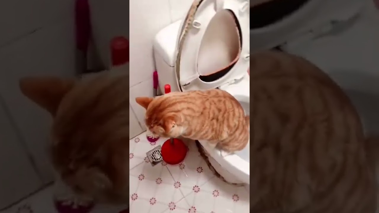 IM ADDICTED TO KUCING BAB DI TOILET 😹😂