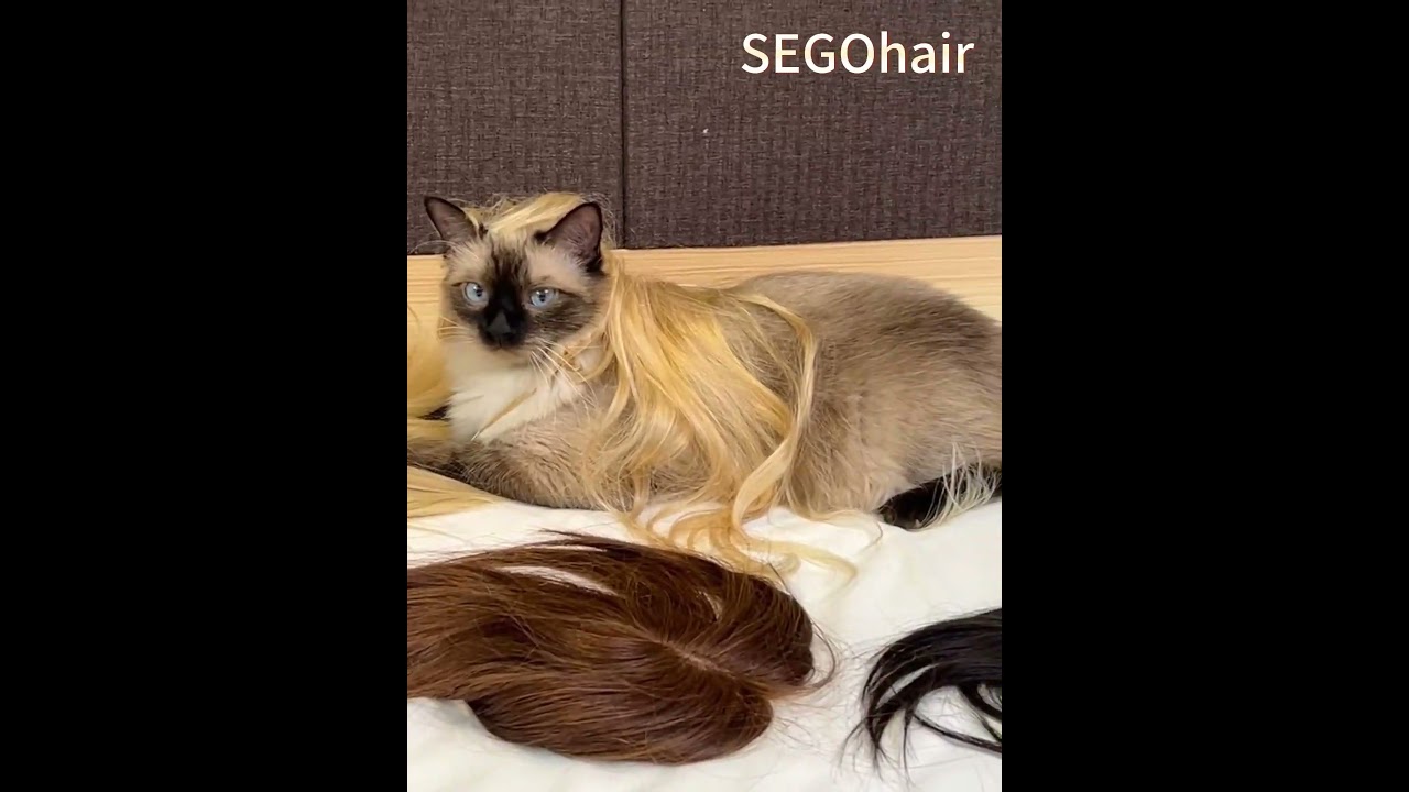 I'm warning you! #cat #fyp #ootd #segohair #wig #SEGOhairyourpet #hairtopper #funny #pet