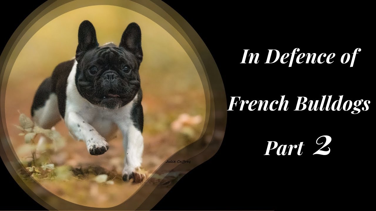 In Defence of French Bulldogs Part 2