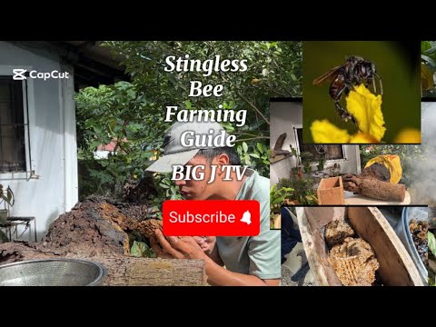 Incredible Secret Revealed :Kiwot: stingless bee farming guide Philippines: #countrysideadventure