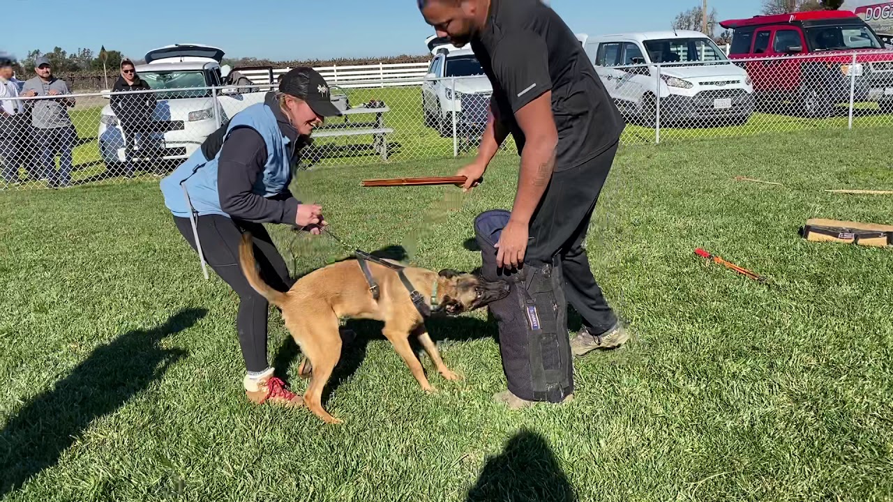 Indi 6 month old Belgian malinois doing bite work