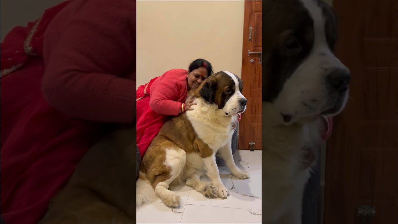 Indian Moms after saying NO to a dog ❤️🧿