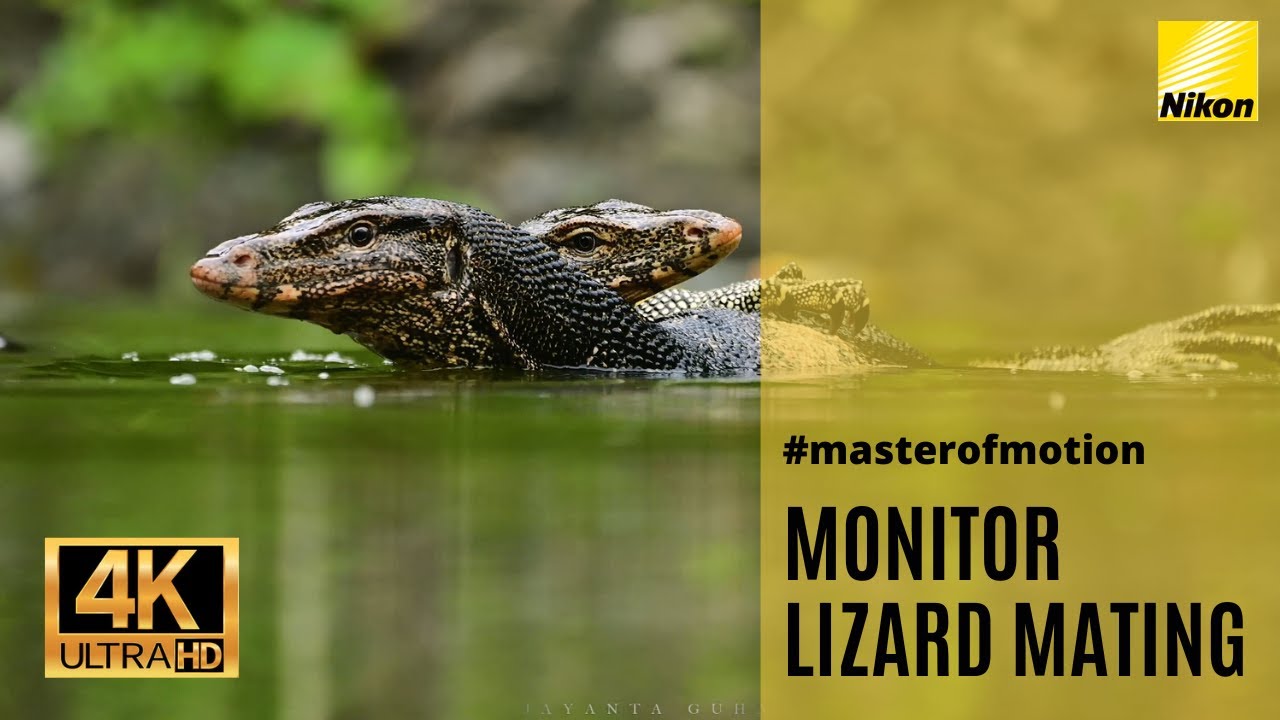 Indian Wildlife Photography | Water Monitor Lizard Love Making Moment | 4k Wildlife Video