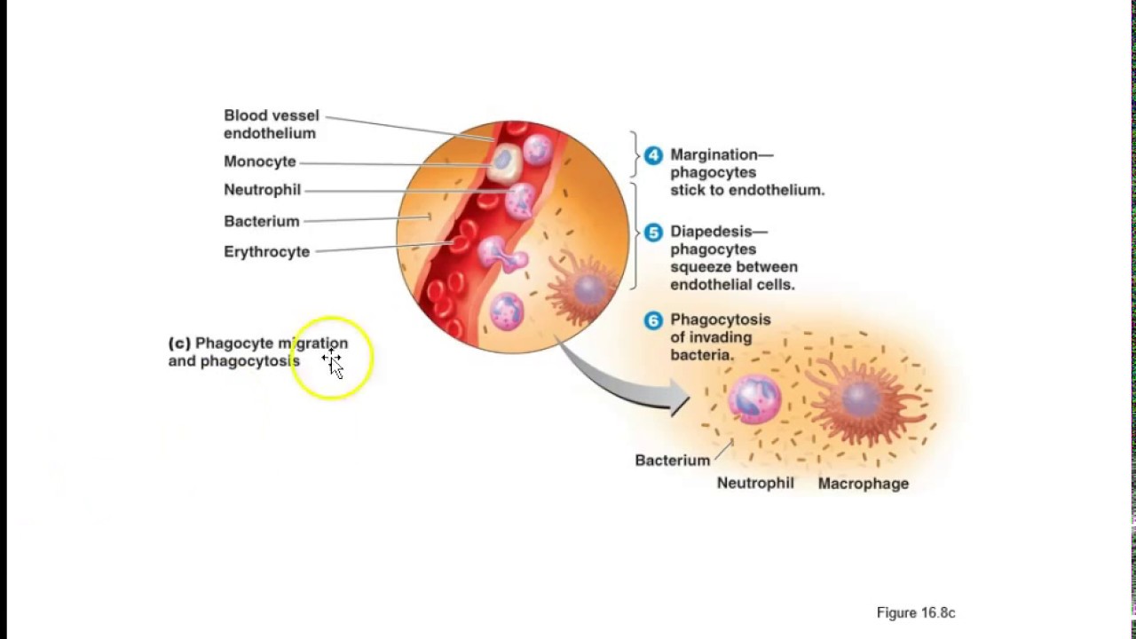 Inflammation and Fevers