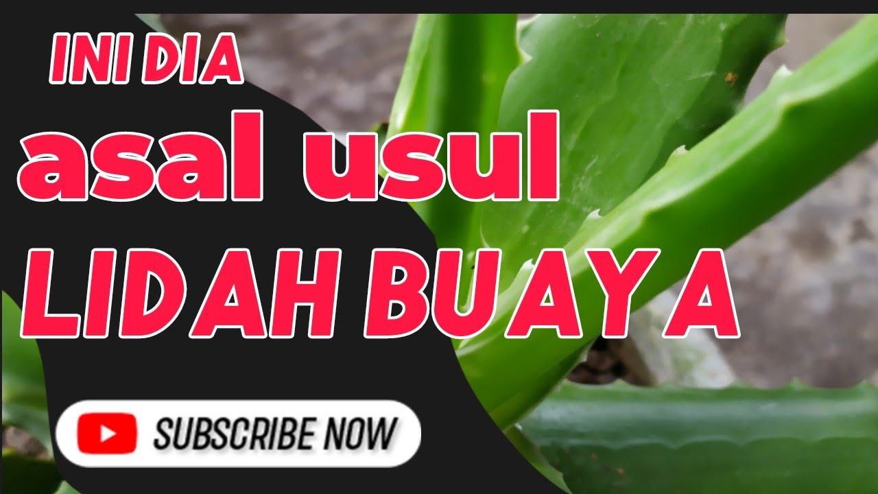 Ini lho asal usul tanaman lidah buaya #tanamanhias #Greenlfchannel