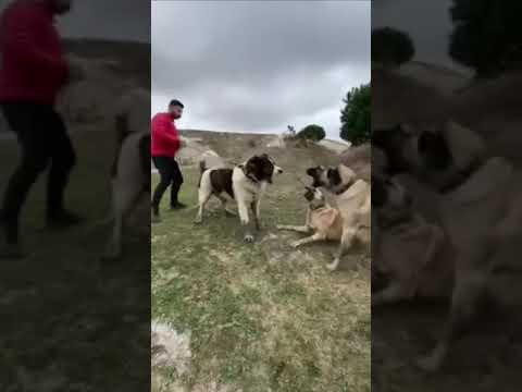 Insanely Strong Alabai Dog vs 3 Kangal dog |HD| Kangal TV Kangal Videos