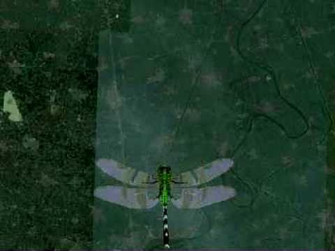 Insecticide