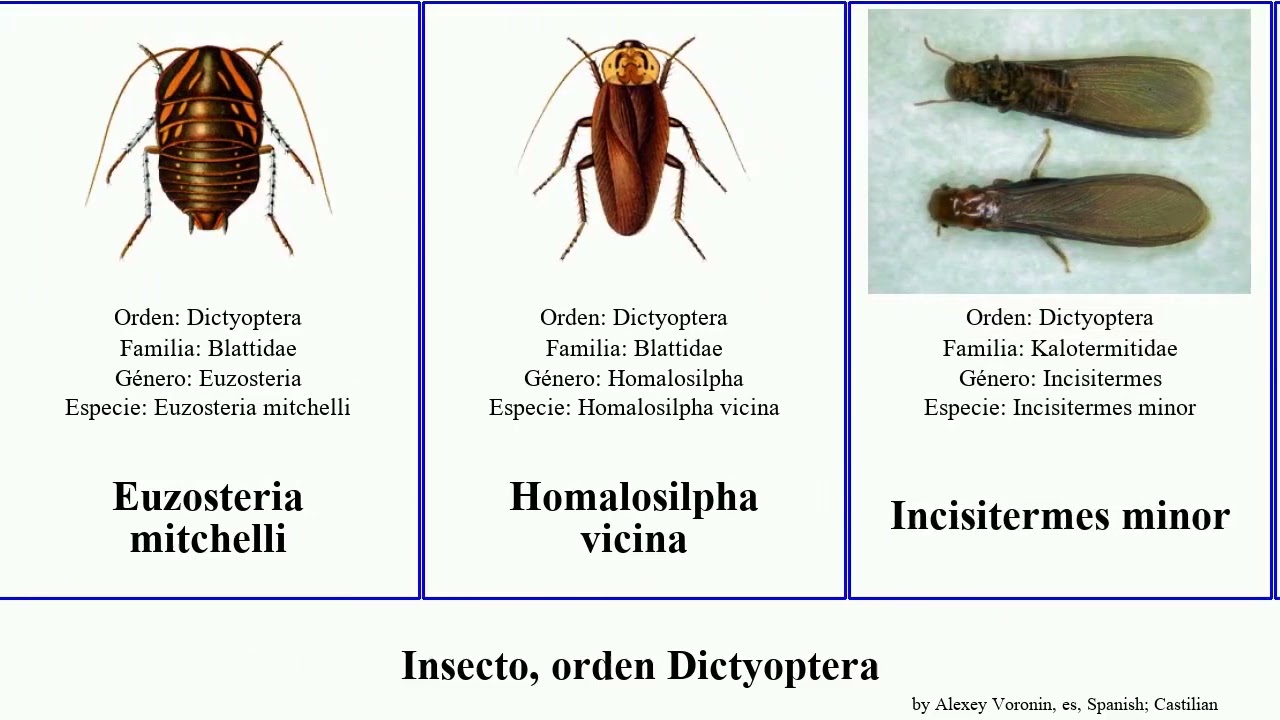 Insecto, orden Dictyoptera minor mexicana rhinoceros lateralis pellucida centralis nitida flavipes