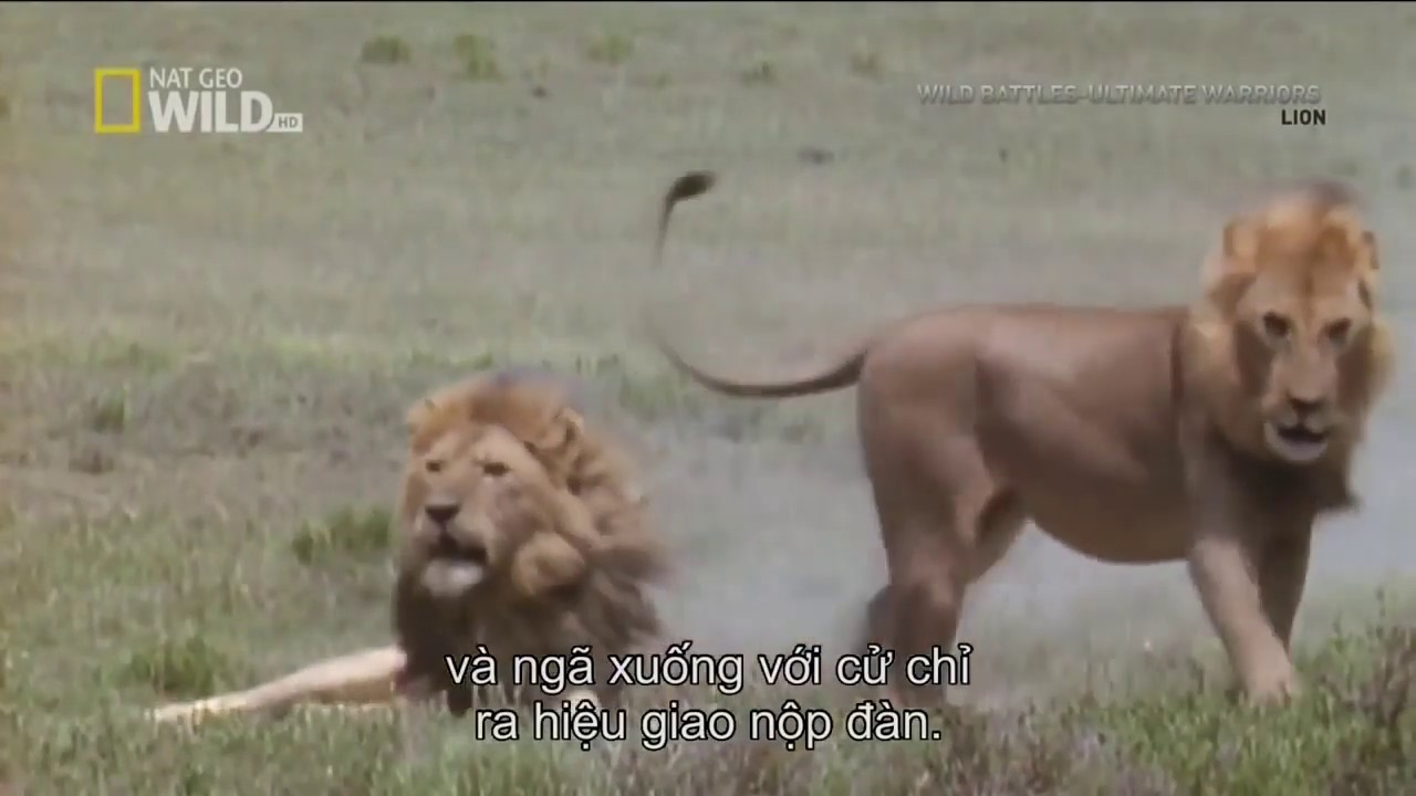I'Predator Lions life