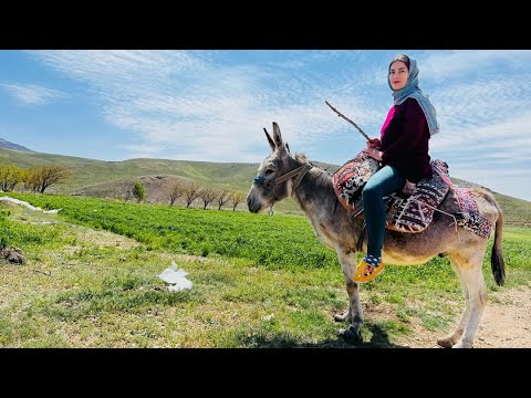 Iranian Rural Life: Village Woman's Donkey Riding and Amazing Cooking