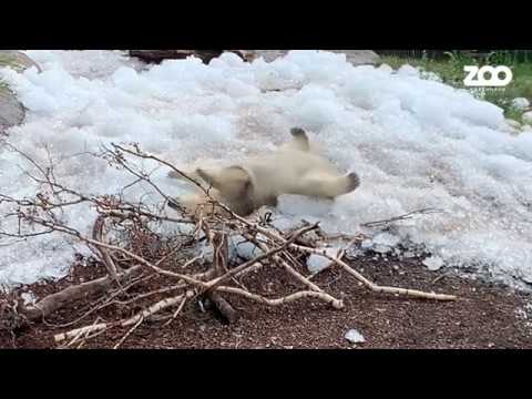 Isbjørnene får en kold gave ❄