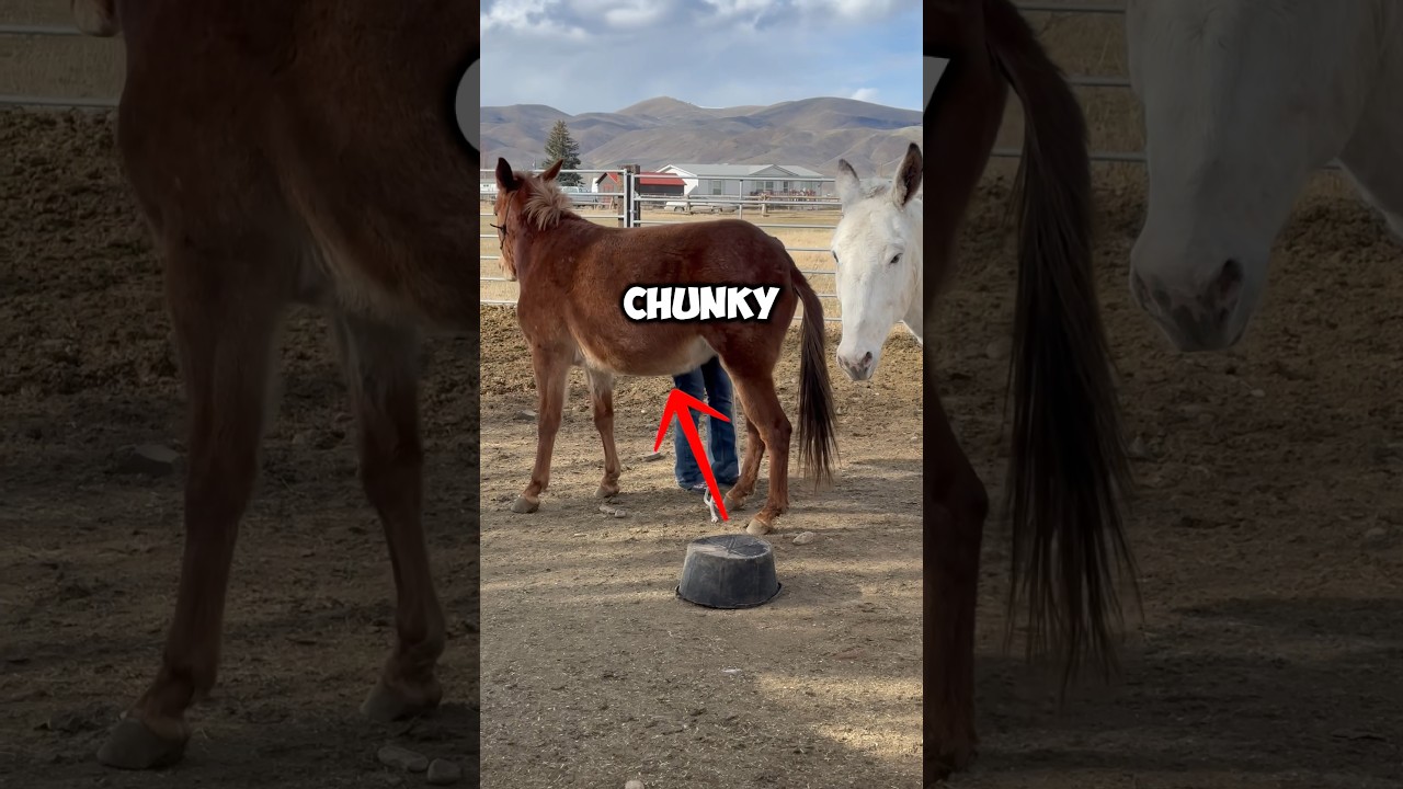 It’s A Win-Win! 😊🙌🏼 #horse #farmanimals #mule #donkey #horses
