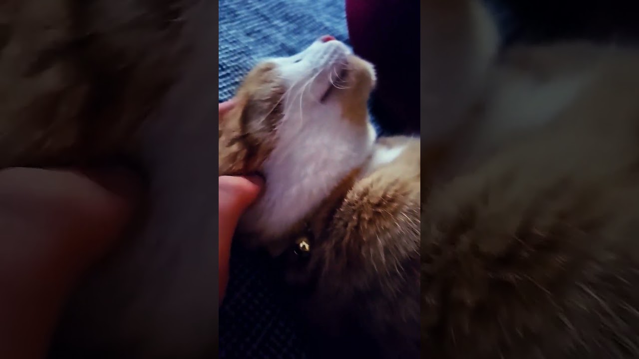 it's my pet
