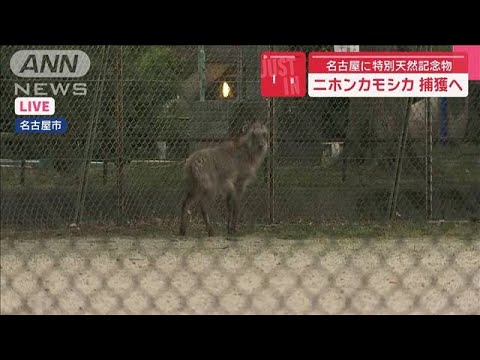 名古屋に特別天然記念物のニホンカモシカ　捕獲へ【スーパーJチャンネル】(2025年6月2日)