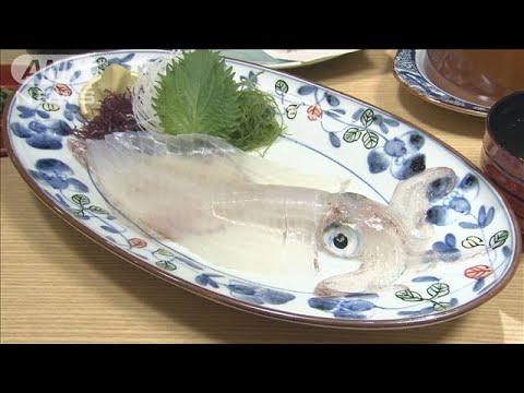 スルメイカ初セリ中止　“不漁”すぎて異例の事態【スーパーJチャンネル】(2025年6月2日)