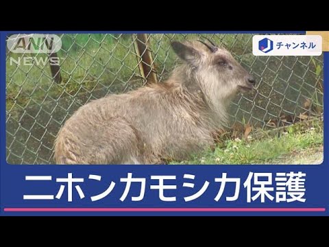 名古屋の住宅街ニホンカモシカ捕獲作戦“再開”…無事に保護【スーパーJチャンネル】(2025年6月3日)