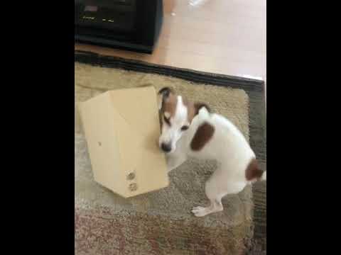 Jack Russell Terrier Hates Amazon Deliveries and Destroys Its Packages Without Hesitation