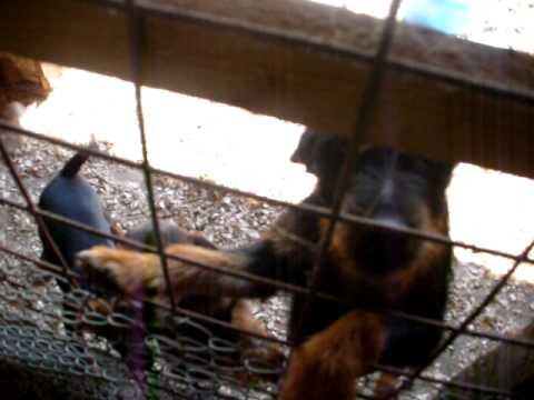 jagd terrier Mad Ball
