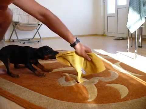Jagd terrier Mad Ball