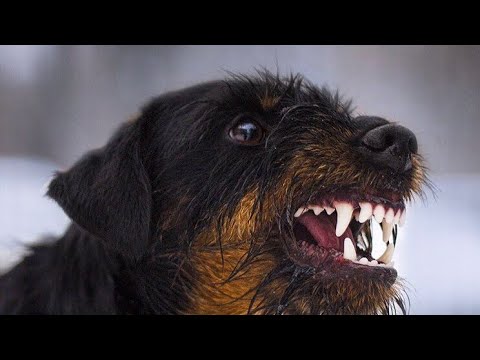 JAGDTERRIER GERMAN