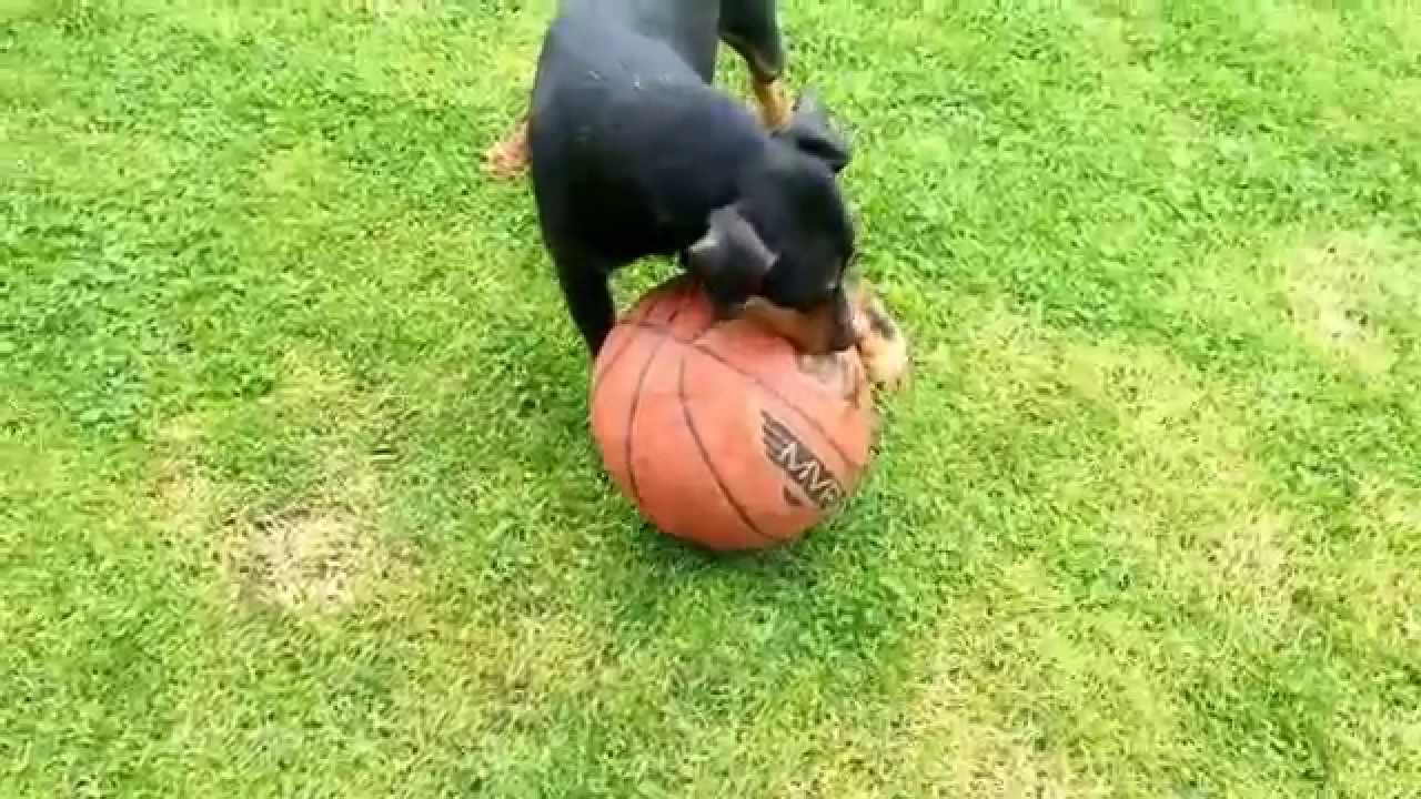 Jagdterrier play football