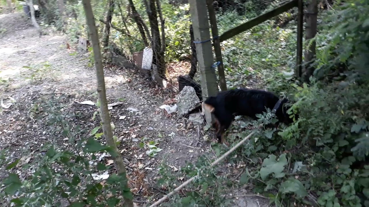 jagdterrier puțin cam nervoși
