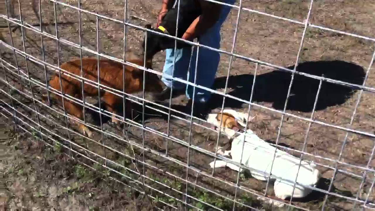 Jagdterrier