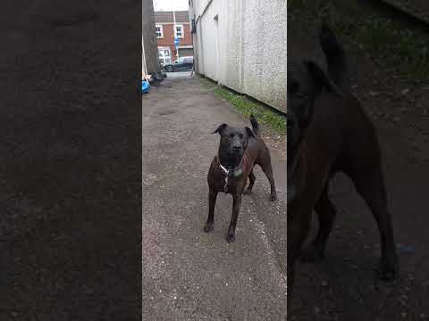 Jipp The Patterdale Terrier Cross Looking Good #patterdaleterrier #patterdaleterriercross #hunting