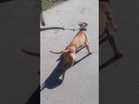 JOCKO APBT 2