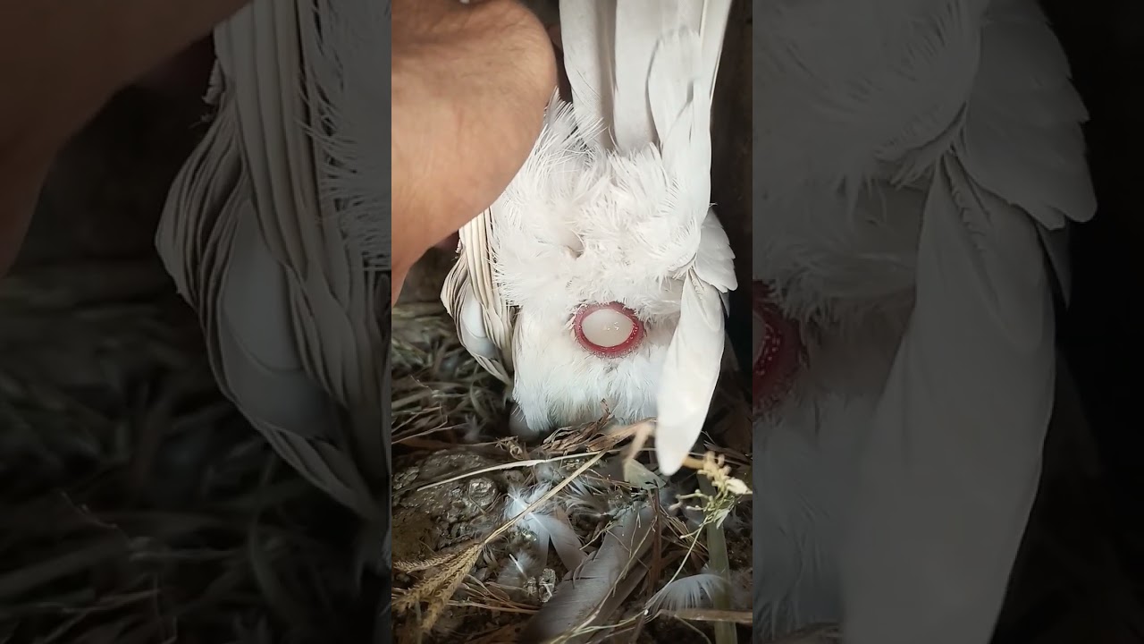 Kabootar ki video || Pigeon video || Kabootar video || Kabootar ||Kabootar ki videos 🙈#Shorts