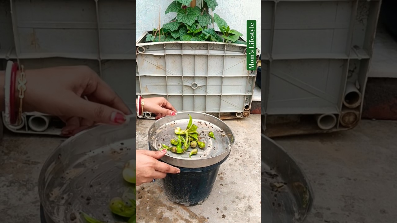 kalank#|terrace gardening ❤️🌱#|ytshorts #|shortsfeed #|shorts #|Mom's Lifestyle