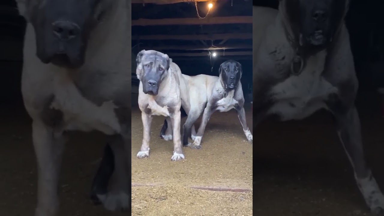 Kangal dog Mating #dog #kangal #kangaldog
