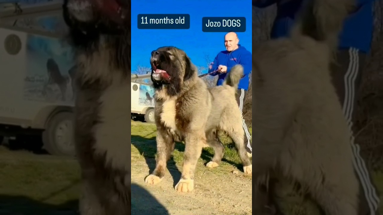 🤯❌Kangal dogs mating with other Mastiff Breeds🤯❌- Shathanpriyan #shathanpriyan