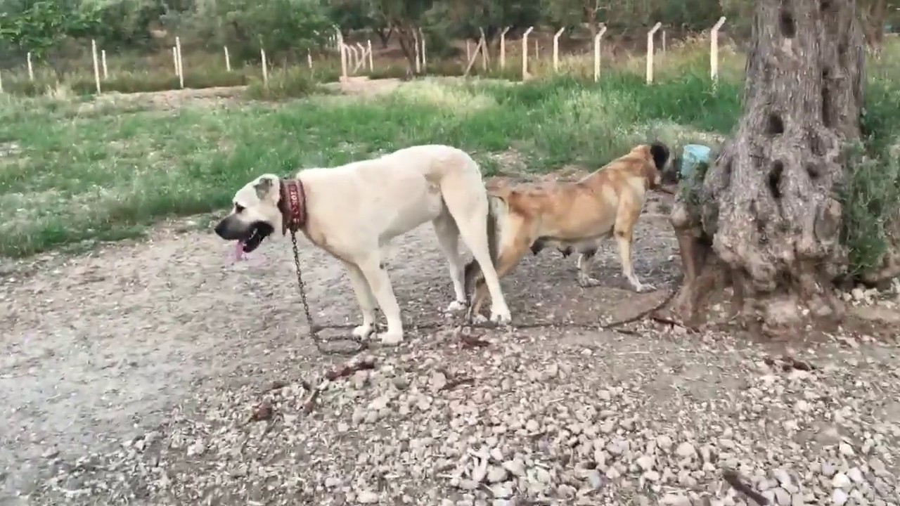 Kangal çiftleşmesi (kangal sex 18+) üretim çiftliği
