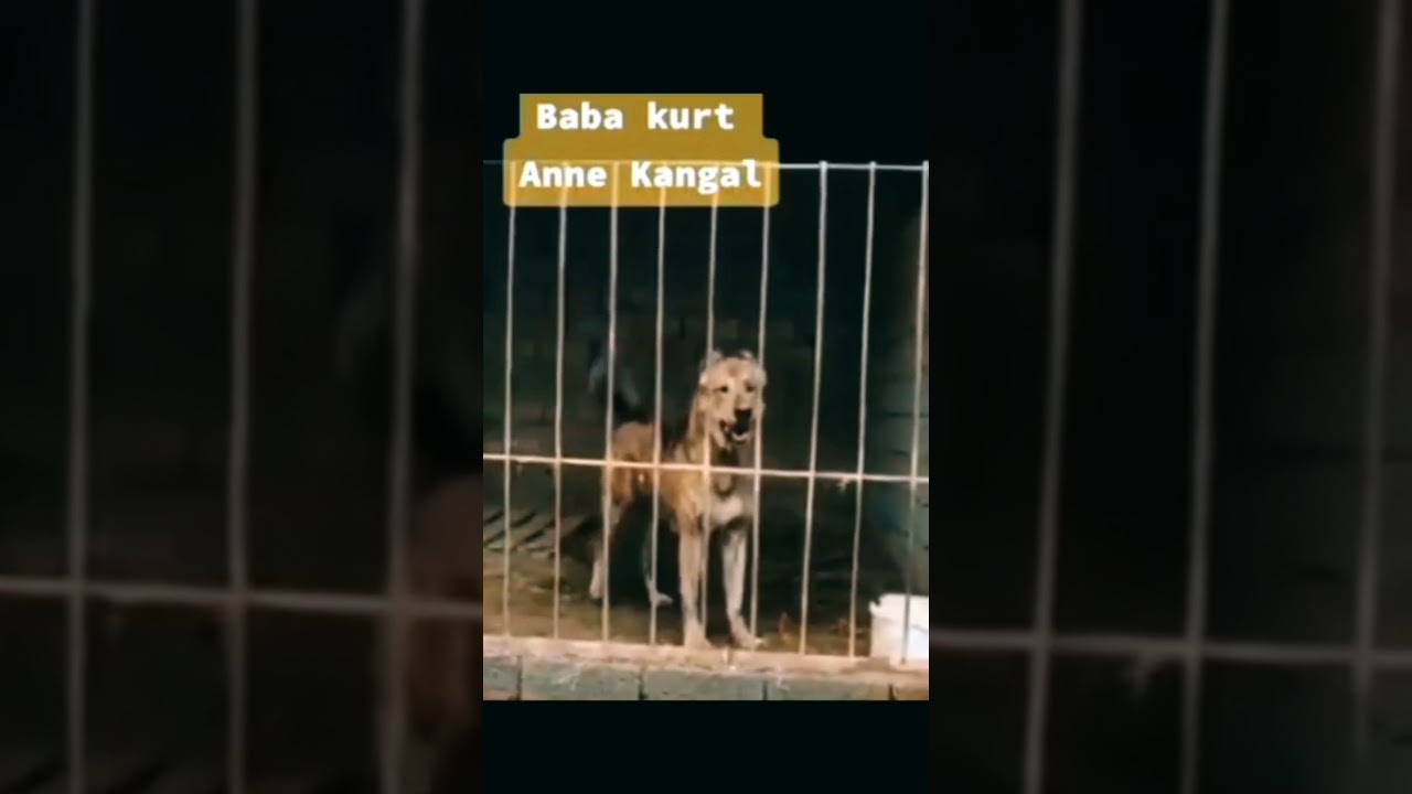 Kangal Kurt Melezi