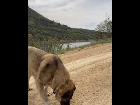 Kangal vs Snake 🔥Fight🔥No fake👑