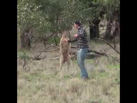 kangaroo کانگورو nudist new naturist experience nude