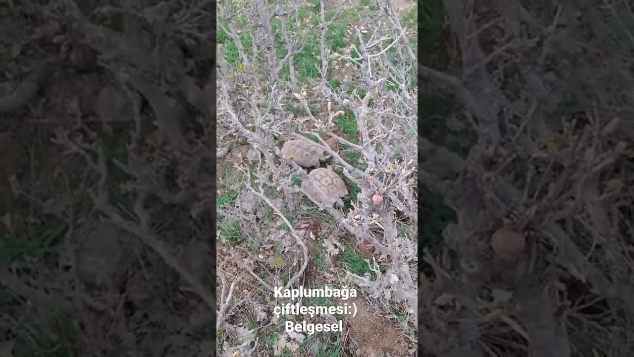 Kaplumbağa Çiftleşmesi:)  Belgesel