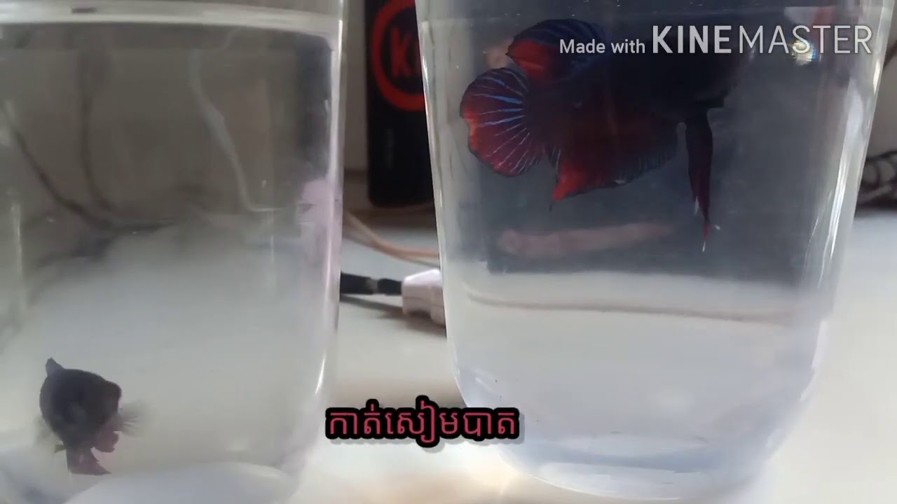 Kat sem bat