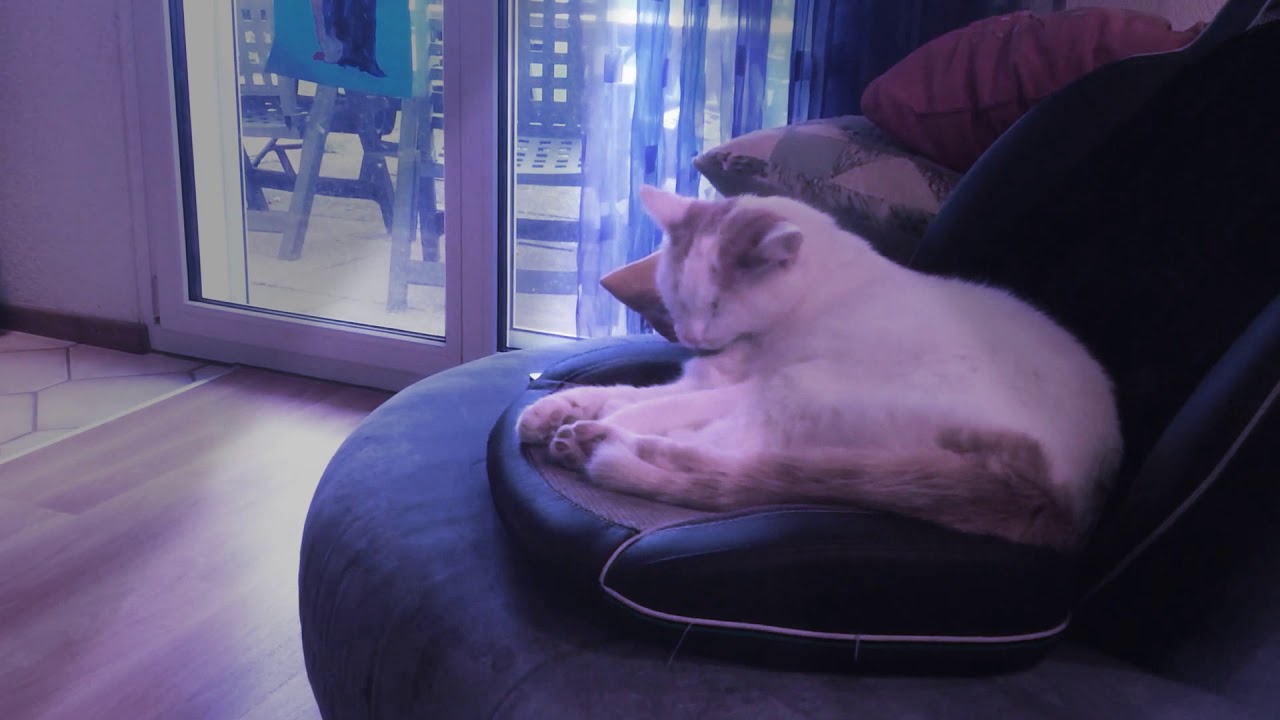 Kater calimero