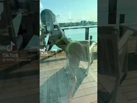 Katie Sigmond twerking