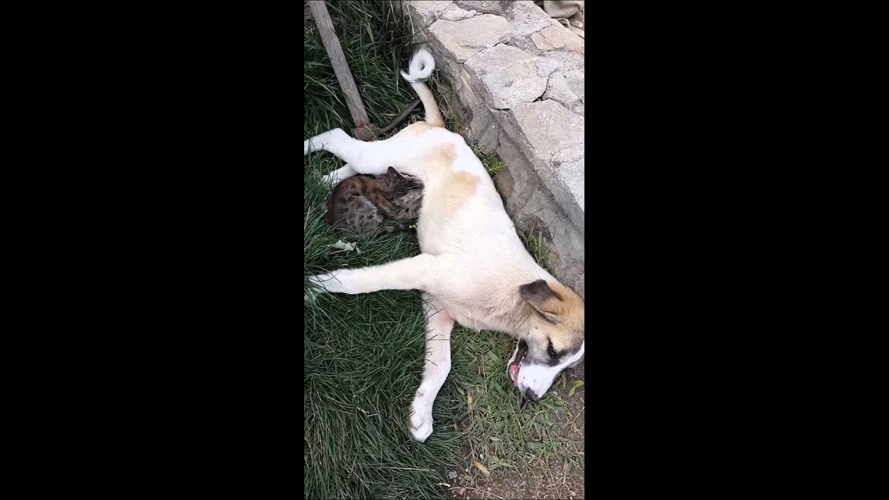 Kedi kopeyinkini yaliyor..