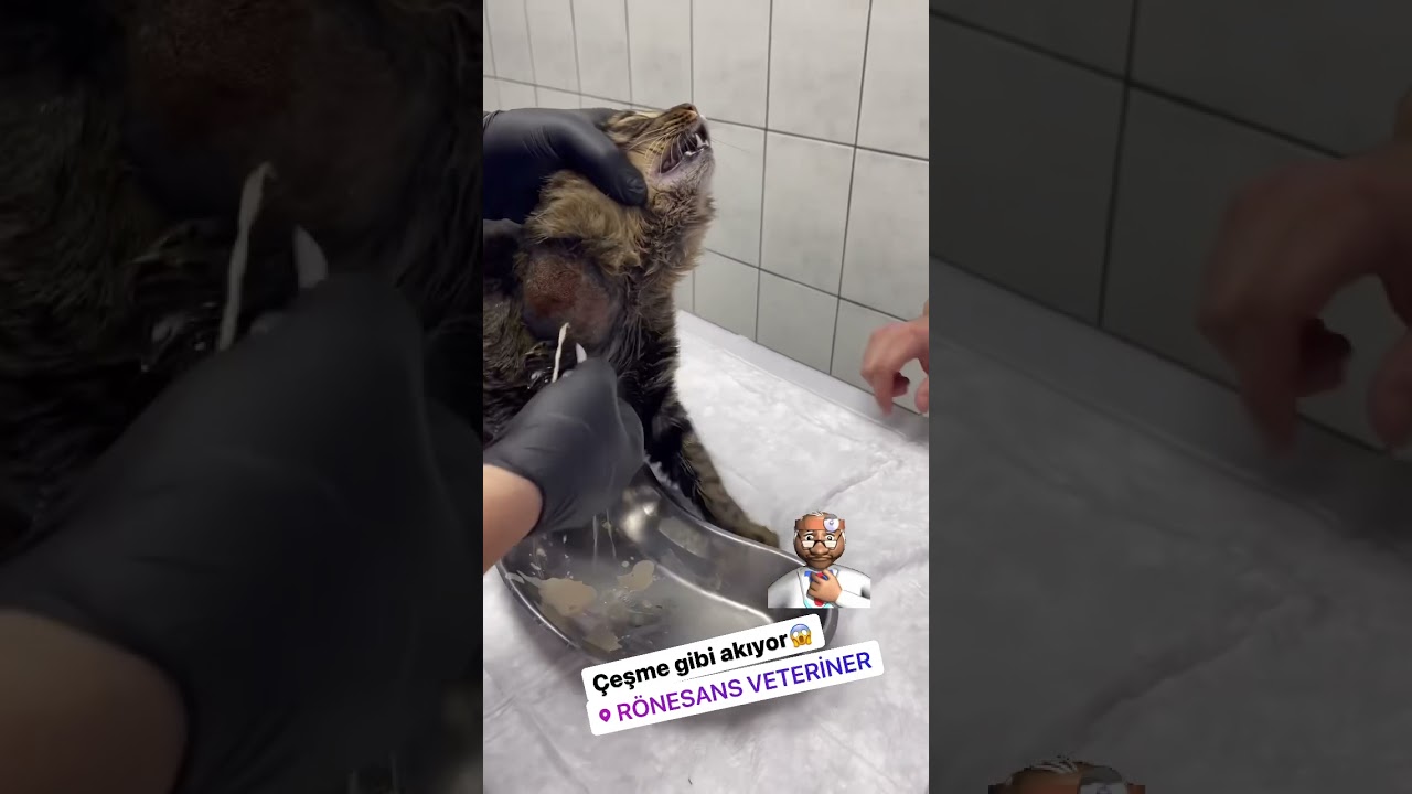 Kedinin boynundan ne kadar apse irin çıktı izleyin #kedi #cat #veteriner
