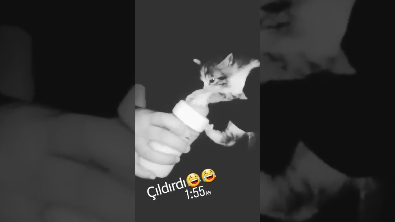 Kedinin mama ile dramı 😂😂