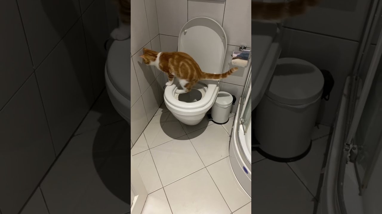 Kediye Tuvalet Eğitimi Vermek